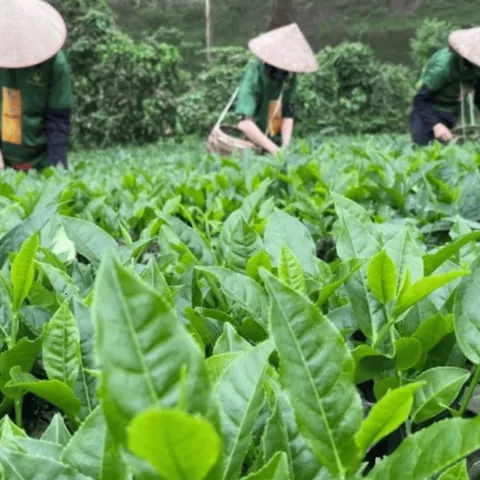 Trà Nõn Tôm Thượng Hạng Cao Cấp Nhất Phù Hợp Biếu Tặng Hương Thơm Dịu Nhẹ Thanh Khiết