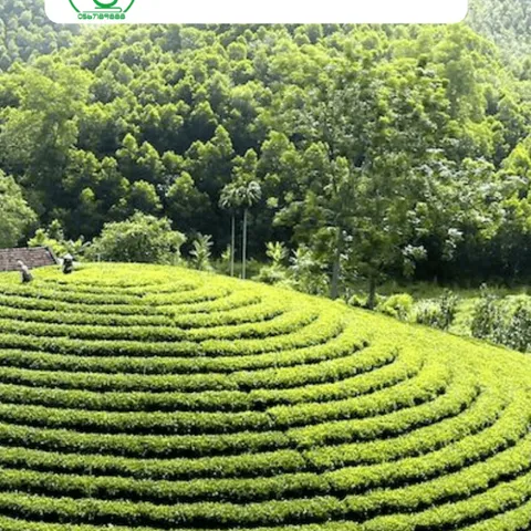 Trà Nõn Tôm Thượng Hạng Cao Cấp Nhất Phù Hợp Biếu Tặng Hương Thơm Dịu Nhẹ Thanh Khiết