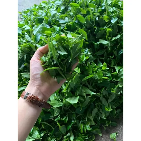 Trà Búp Non Ngon Gói 100g Trà bắc Thái Nguyên, nước xanh hậu ngọt