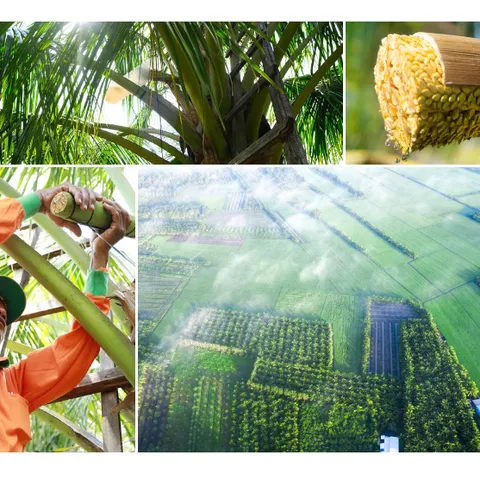 Combo 4 sản phẩm mật hoa dừa Sokfarm size vừa (đường 150g, mật cô đặc 250g, nước tương 200ml, mật hoa dừa tươi 330ml)