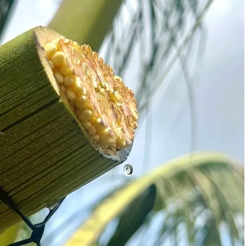 Mật hoa dừa cô đặc hữu cơ Sokfarm 250g cho trẻ em