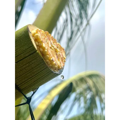 Nước tương không đậu nành - nước tương hữu cơ ít muối từ mật hoa dừa Sokfarml 500ml