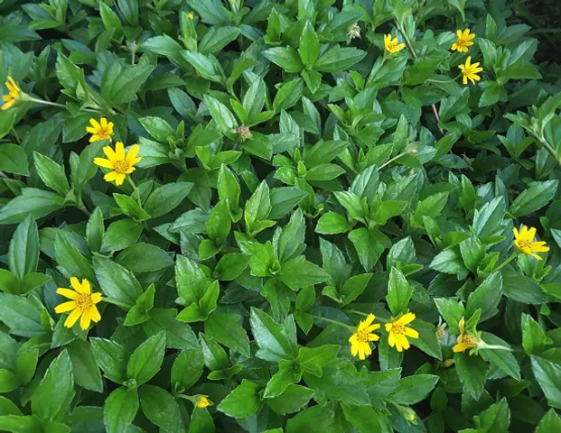 Cây sài đất  hay xoài đất, cúc nháp, húng trám, ngổ núi, hoa múc, sơn cúc bò - 1kg tươi, 500g khô