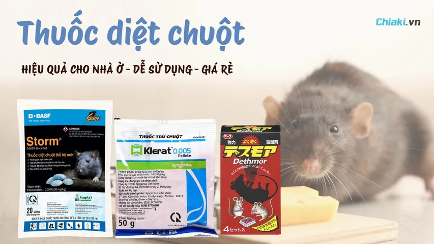 Top 10 Thuốc diệt chuột trong nhà hiệu quả, dễ dùng 2026