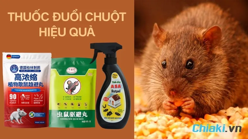 TOP 5 thuốc đuổi chuột an toàn, hiệu quả cho mọi nhà