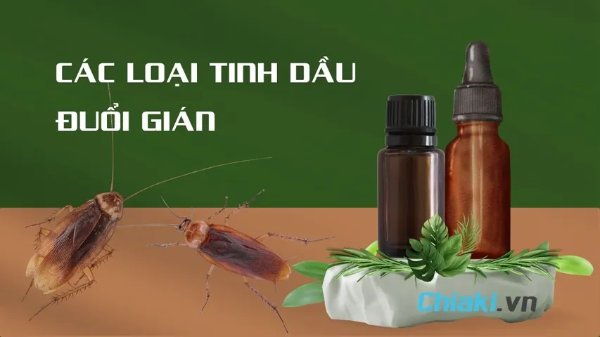 9 loại tinh dầu đuổi gián hiệu quả, an toàn cho sức khỏe gia đình