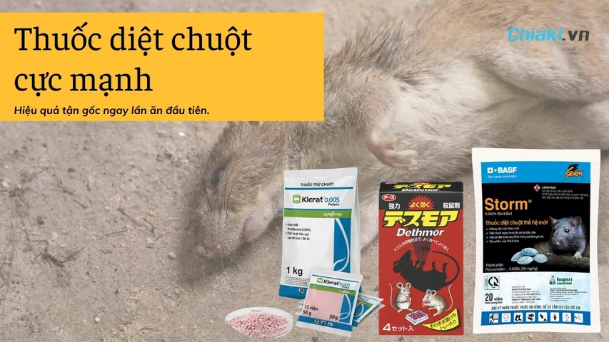 Top 5 Thuốc diệt chuột cực mạnh, hiệu quả nhanh 2026