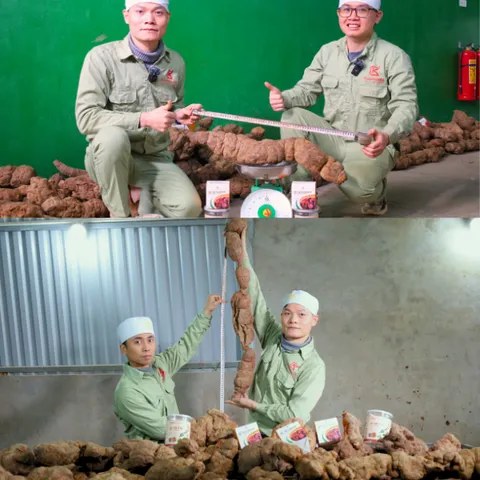 (Chính hãng) Hà thủ ô đỏ chế Kochi dạng bột nguyên chất 250g