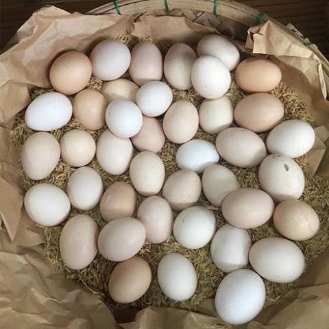 Trứng gà ta thả vườn