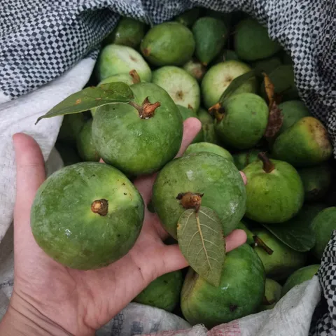 Quả Trâu Cổ Tươi 1kg
