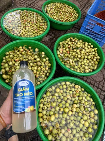 GIẤM TÁO MÈO RỪNG . Món này cực kỳ hiệu quả và ngon nhé!