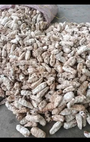 Quả Chuối Cô Đơn Khô Dùng Ngâm Tửu