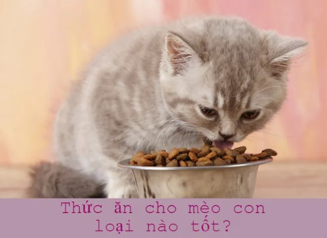 Thức ăn cho mèo con loại nào tốt? Review các loại thức ăn cho mèo con