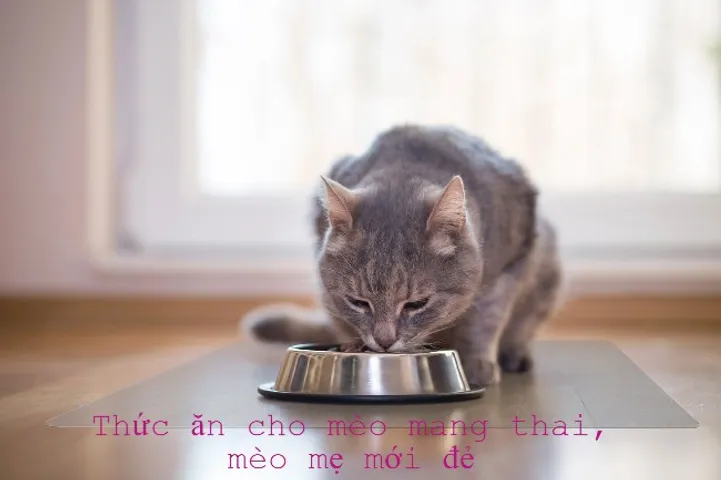 Thức ăn cho mèo mang thai, mới đẻ loại nào tốt? Kinh nghiệm chọn mua