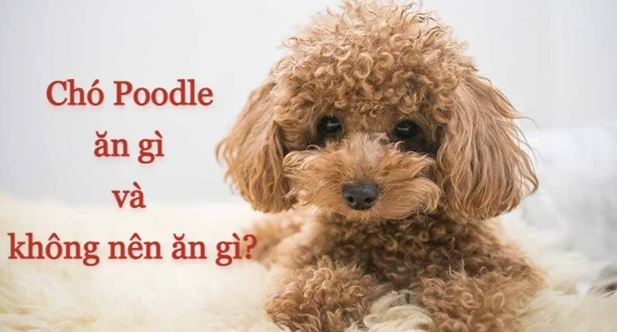 Chó Poodle ăn gì và không nên ăn gì để khỏe mạnh, nhanh lớn