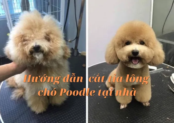 Hướng dẫn cách cắt tỉa lông chó Poodle đẹp tại nhà vừa rẻ vừa dễ 
