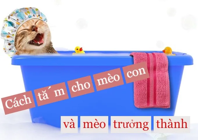 Cách tắm cho mèo con và mèo trưởng thành - những điều chủ nuôi nên biết