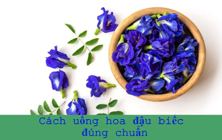 Cách uống hoa đậu biếc? Nên uống vào lúc nào là tốt?