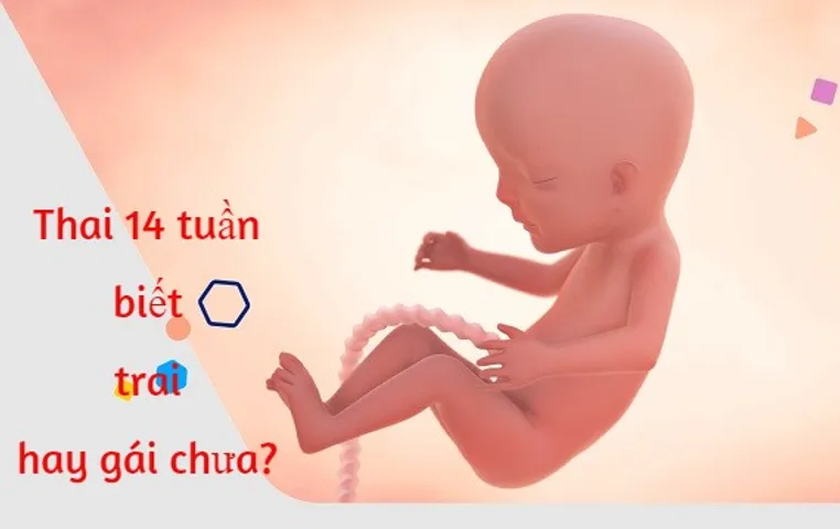 Thai 14 tuần biết trai hay gái chưa? Cách dưỡng thai 14 tuần tuổi