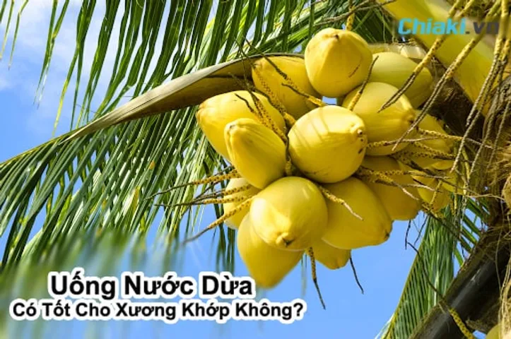 [GIẢI ĐÁP] Uống Nước Dừa Có Tốt Cho Xương Khớp Không?