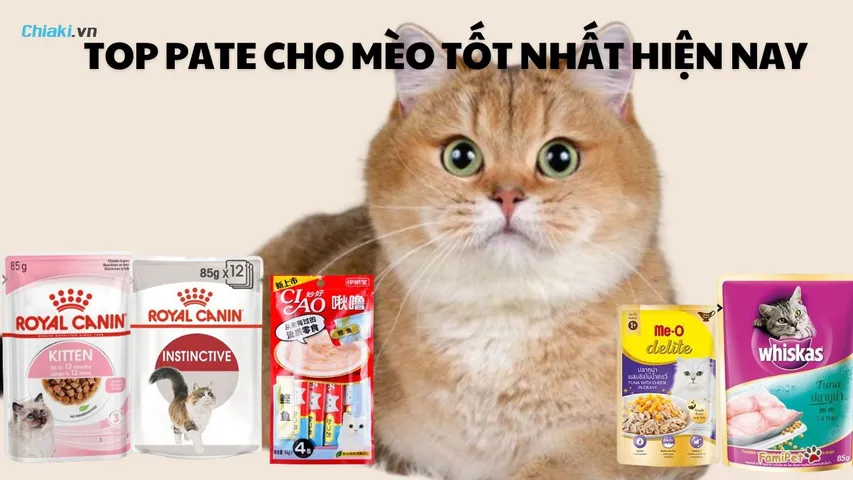 Pate cho mèo loại nào tốt? Top 15 loại pate cho mèo tốt hiện nay