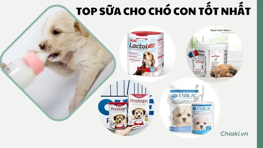 TOP 5 sữa cho chó con tốt với đầy đủ những dưỡng chất cần thiết