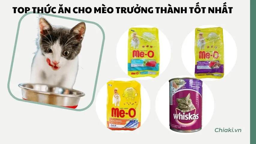 TOP 5 thức ăn cho mèo trưởng thành tốt? Review chi tiết từ A-Z