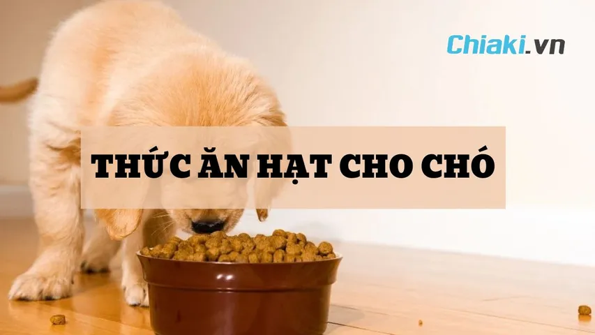 TOP 12 thức ăn hạt cho chó tốt nên chọn cho “BOSS”