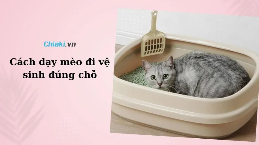 2 Cách dạy mèo đi vệ sinh đúng chỗ trong thau cát và bồn cầu
