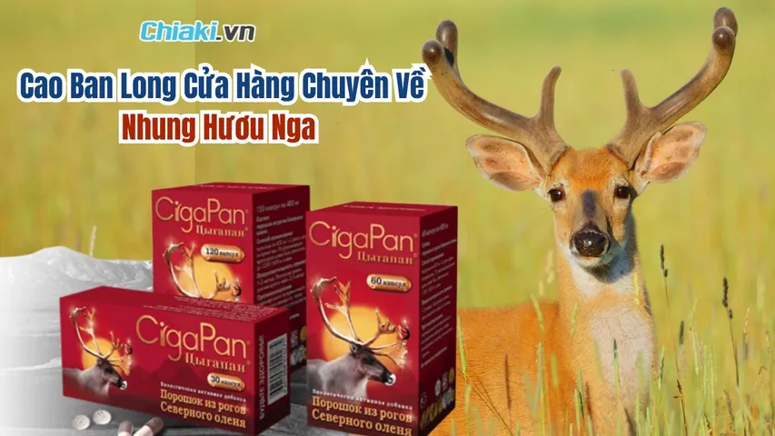 Cao Ban Long - Gian Hàng Chuyên Về Nhung Hươu Nga Cao Cấp