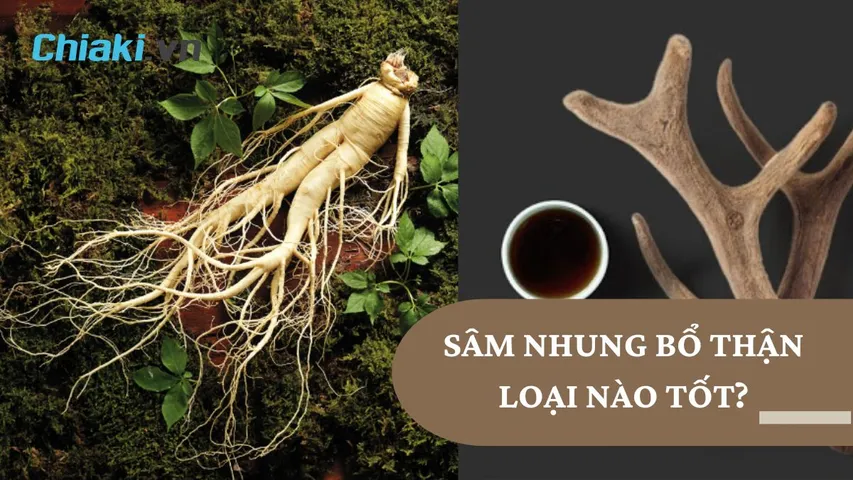 TOP 10 loại sâm nhung bổ thận tốt được khuyên dùng 2026