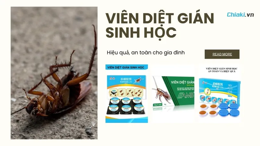 Top 3 Viên diệt gián sinh học hiệu quả, an toàn cho gia đình