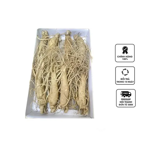 Nhân Sâm Tươi Hàn Quốc 6 Năm Tuổi Geumsan - Sâm Tốt Cho Sức Khỏe, Củ Đẹp, Chất Lượng Cao, Hỗ Trợ Giảm Căng Thẳng, Tăng Cường Đề Kháng