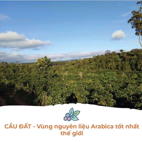 Cà Phê Hữu Cơ Rang Mộc Balance Culi Cầu Đất Vanbina - Hương Vị Nguyên Chất Robusta & Arabica - Thức Uống Cao Cấp Việt Nam
