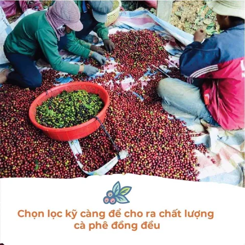 Cà Phê Hữu Cơ Rang Mộc Balance Culi Cầu Đất Vanbina - Hương Vị Nguyên Chất Robusta & Arabica - Thức Uống Cao Cấp Việt Nam
