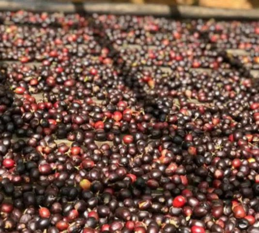 Cà Phê Nguyên Chất Robusta Culi Hữu Cơ Rang Mộc Vanbina - Hương Vị Đậm Đà Từ Lâm Đồng, 100% Tự Nhiên, Không Chất Bảo Quản