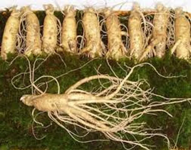 Sâm Tươi Hàn Quốc 6 Năm Tuổi - 10 Củ 1Kg Nhân Sâm Loại 1 Cao Cấp - Thực Phẩm Chức Năng Tăng Cường Sức Khỏe