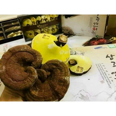 Nấm Linh Chi Gỗ Sồi SangJu Hàn Quốc 1kg - Thực Phẩm Chức Năng Tốt Cho Sức Khỏe, Giải Độc Gan, Tăng Cường Miễn Dịch