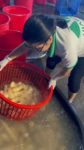 Tinh Bột Củ Sen Hữu Cơ Viaicom - Sản Phẩm Sạch Vietgap, Dinh Dưỡng Tốt Cho Sức Khỏe Và Làm Đẹp 500g