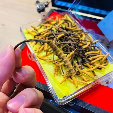 Đông Trùng Hạ Thảo Nguyên Con Cordyceps Militaris Dong Chung Ha Cho Gold Hàn Quốc