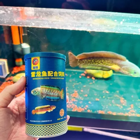 Cám Cá Lóc Porpoise 125g - Thức Ăn Dinh Dưỡng Cải Thiện Màu Sắc và Tăng Trưởng cho Cá Cảnh Nhật Bản