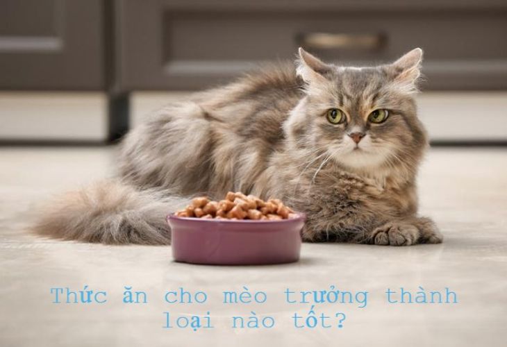 TOP 5 thức ăn cho mèo trưởng thành tốt nhất? Review chi tiết từ A-Z