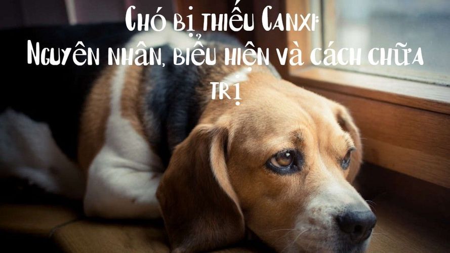 Chó bị thiếu Canxi: Nguyên nhân, biểu hiện và cách chữa trị