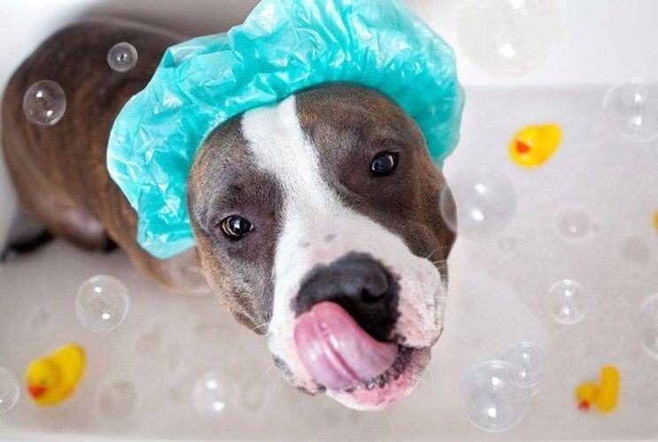 Top 10 sữa tắm cho chó thơm lâu, khử mùi hôi tốt nhất 2021