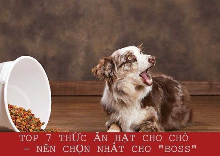 TOP 7 thức ăn hạt cho chó tốt nhất nên chọn cho “BOSS”