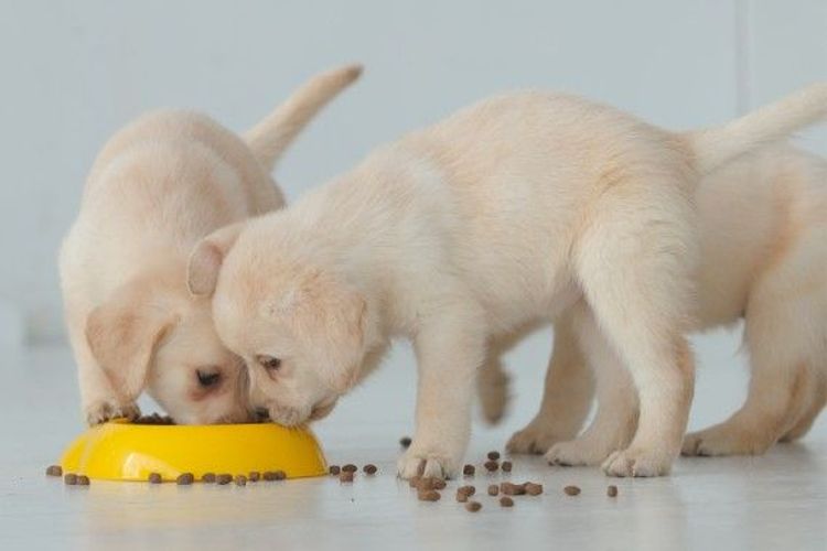 Top 10 thức ăn cho chó con đủ dinh dưỡng được yêu thích nhất 2021