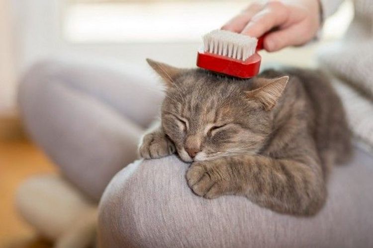 Có nên cạo lông mèo không? Mèo có chịu được nóng không?