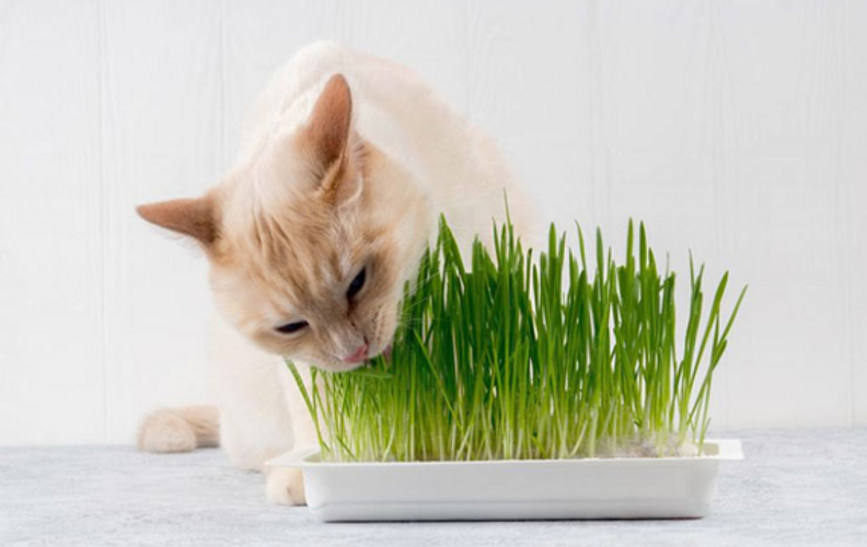 Cỏ mèo là gì? Học cách trồng cỏ mèo đơn giản tại nhà cho Pets của bạn