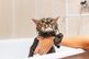 Voucher Dịch Vụ Tắm Cho Mèo Dưới 2kg Chuyên Nghiệp