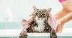 Voucher Dịch Vụ Tắm Cho Mèo Dưới 2kg Chuyên Nghiệp